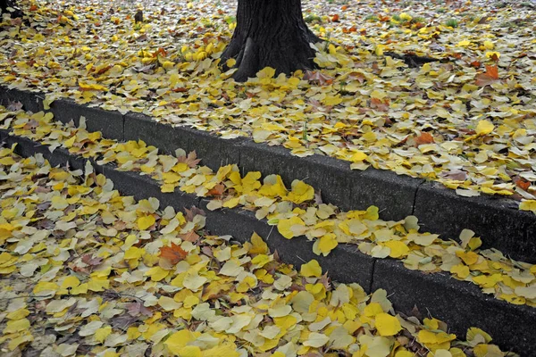 Φθινόπωρο Τοπίο Κίτρινα Φύλλα Στην Πόλη Του Μιλάνου — Φωτογραφία Αρχείου