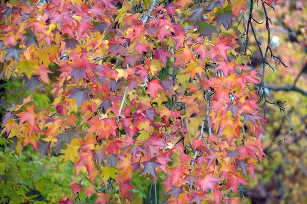 Bel Automne Dans Parc Arrière Plan — Photo