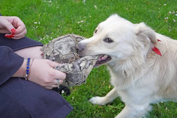 Recortado Disparo Mujer Jugando Con Perro — Foto de Stock