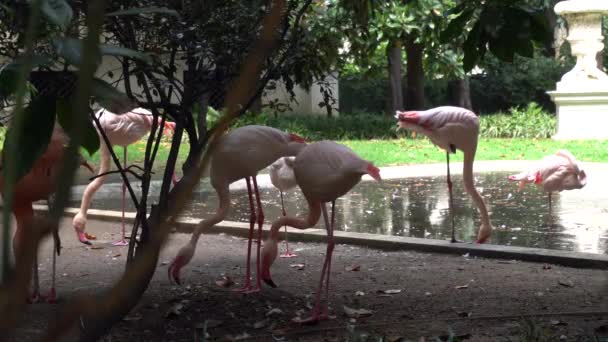 Europe Italy Milan April 2020 Villa Invernizzi Downtown Pink Flamingos — стоковое видео