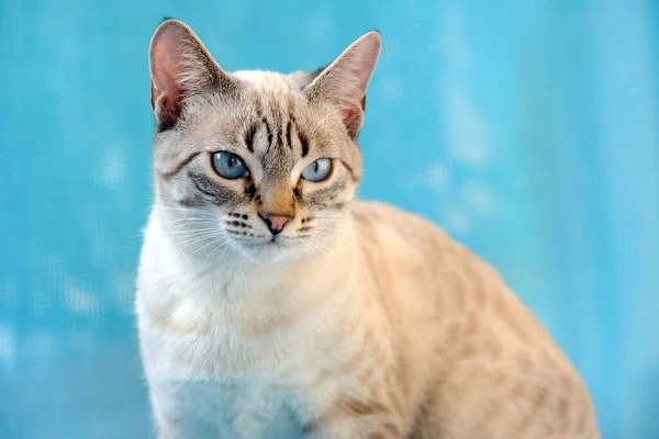 Beautiful cat with turquoise blue eyes and striped white fur on a blue background