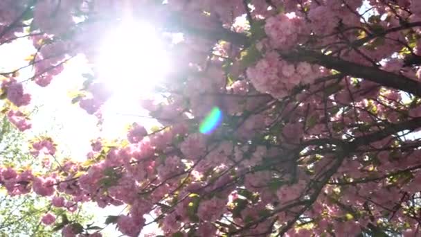 Європа Італія Мілан Весна Прибули Дерево Рожевими Квітами Парку Світлими — стокове відео