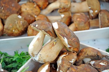 Piyasada mantar çeşitliliği. 