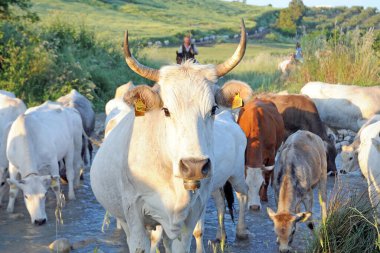 Transhumance, yaylalardan dağlara, İtalya 'nın Puglia kentindeki podolik ineklerin hareketi 