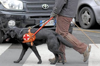 Köpek, körlerin şehirde yürümesine yardım etmek için eğitildi.
