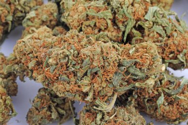 Yasal ot - yüksek cbd ve düşük thc ile içilecek esrar - marihuana çiçeği - hafif uyuşturucu ve yasadışı madde - sigara bağımlılığı, şifalı bitki