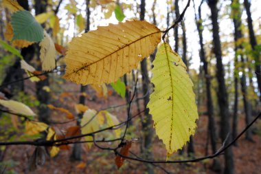 Dallarında güneş ışığı olan sonbahar yaprakları