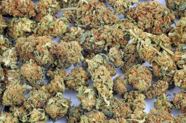 Yasal ot - yüksek cbd ve düşük thc ile içilecek esrar - marihuana çiçeği - hafif uyuşturucu ve yasadışı madde - sigara bağımlılığı, şifalı bitki