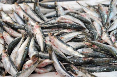 Arka plandaki taze balıklar, kapatın.