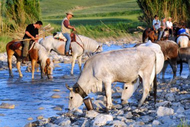 İtalya, Puglia, 11 Ekim 2018: Transhumance - yaylalardan dağlara doğru Podolik ineklerin hareketi - İtalya