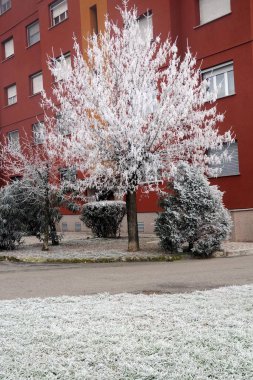 Kış şehrindeki soğuk ağaç dalları manzarası 