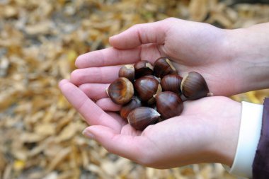 Bir avuç dolusu kestaneyi tutan eller