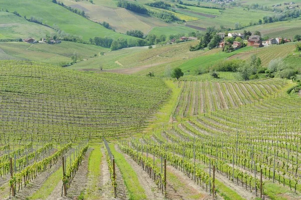 View Green Hills Tuscany Italy — Stock Photo, Image