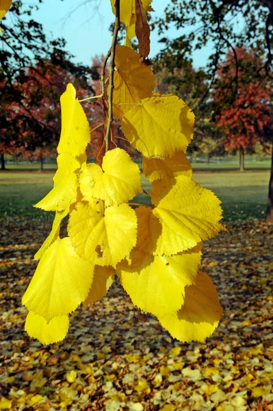 Folhas Amarelas Parque — Fotografia de Stock