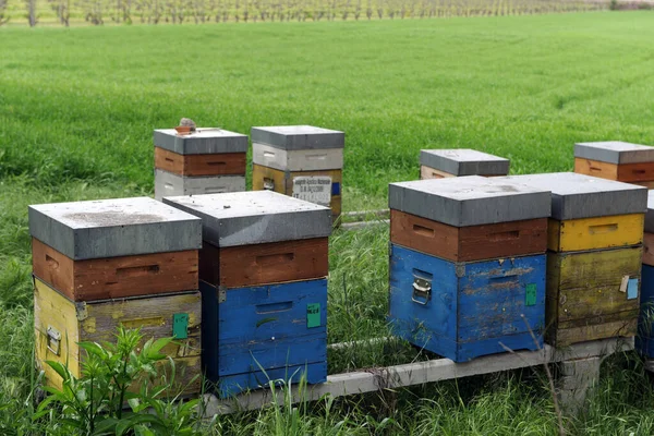 꿀벌이 채취하는 — 스톡 사진