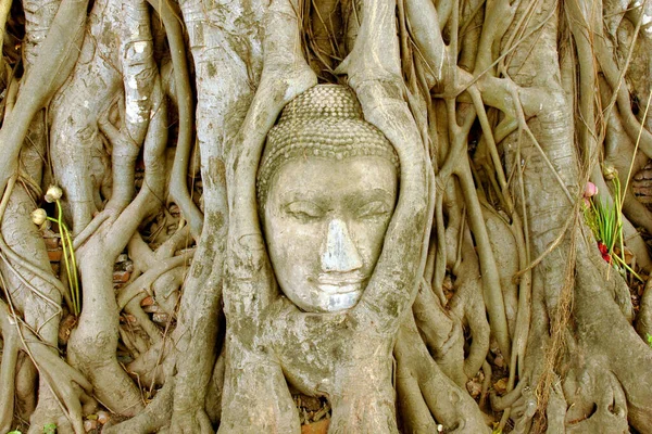 Ταϊλάνδη Ayutthaya Πρόσωπο Του Βούδα Στο Δέντρο — Φωτογραφία Αρχείου