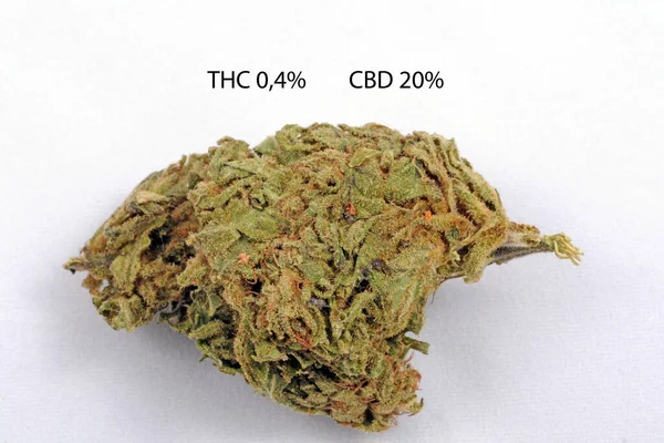 Hierba Legal Cannabis Para Ser Fumado Con Cbd Alto Bajo —  Fotos de Stock