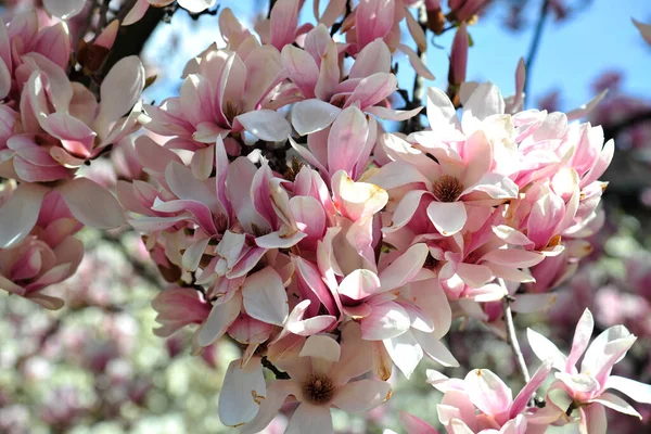 Ανθισμένο Δέντρο Μανόλια Φτάνει Άνοιξη Λουλούδια Θερινή Ώρα Χαλαρώσετε Ένα — Φωτογραφία Αρχείου