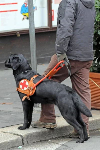 dog trained to help blind people to walk in the city