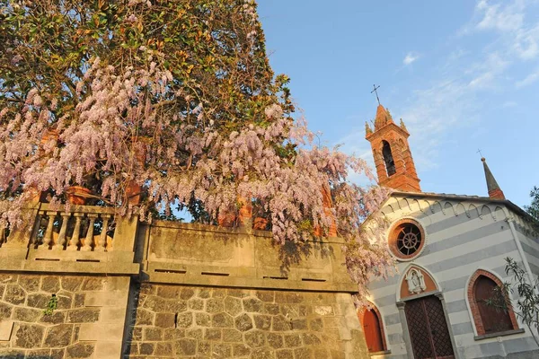 Wisteria Roślin Rozkwicie — Zdjęcie stockowe