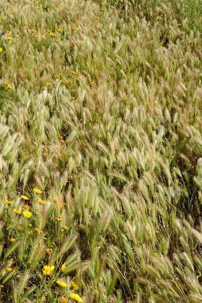 Campo Grama Verde Com Monte Sementes — Fotografia de Stock