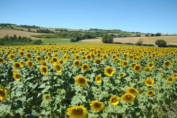 Italien Monferrato Sonnenblumenfeld — Stockfoto