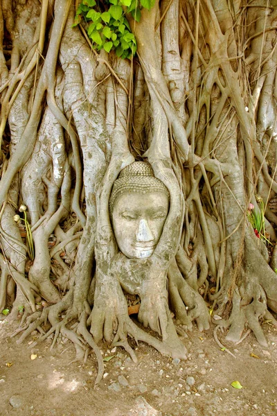 Thaiföld Ayutthaya Buddha Arca Fán — Stock Fotó