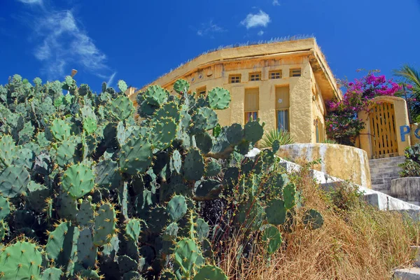 Vista Del Hermoso Edificio Cactus Espinoso —  Fotos de Stock