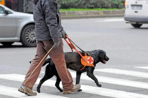 dog trained to help blind people to walk in the city