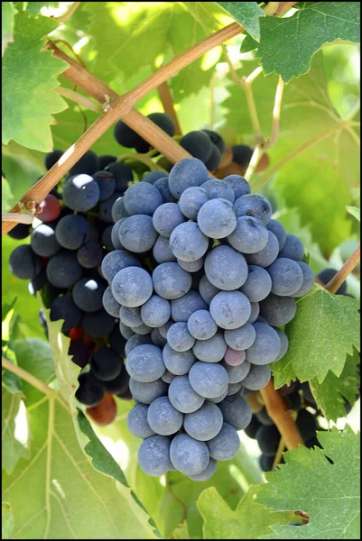 Italia Umbría Tierra Plantada Con Uvas Temporada Otoño —  Fotos de Stock