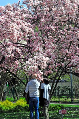 Çiçek açan dergi ağacı - bahar geliyor - çiçekler - yaz zamanı, parkta dinlenin - Milano 'da Piazza Tommaseo