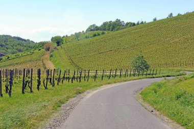 Yazın üzüm bağı.