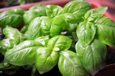 Bahçede taze yeşil fesleğen