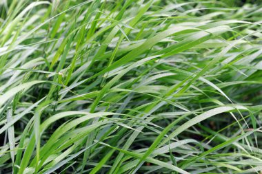 Bahçede taze yeşil çimenler