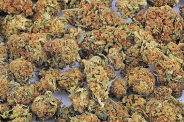Yasal ot - yüksek cbd ve düşük thc ile içilecek esrar - marihuana çiçeği - hafif uyuşturucu ve yasadışı madde - sigara bağımlılığı, şifalı bitki