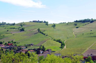Toskana, İtalya 'daki üzüm bağlarının manzarası