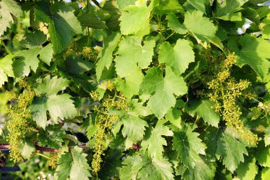 İtalya, Pavia - Broni, Oltrepo Pavese üzüm bağları - şarap üretimi yapılan bir bölge 