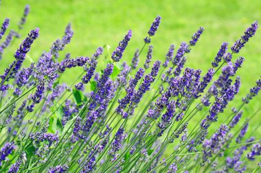 Güzel çiçekler kapanıyor.