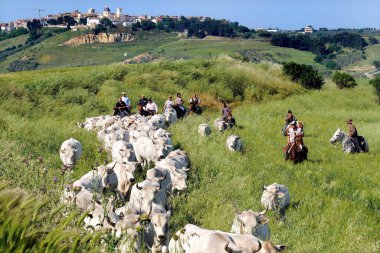 İtalya, Puglia, 11 Ekim 2018: Transhumance - yaylalardan dağlara doğru Podolik ineklerin hareketi - İtalya