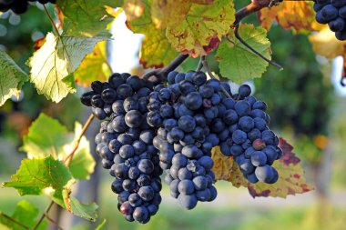 İtalya, Umbria, sonbahar mevsiminde üzüm ekilen topraklar