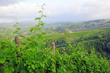 İtalya, Pavia - Broni, Oltrepo Pavese üzüm bağları - şarap üretimi yapılan bir bölge 