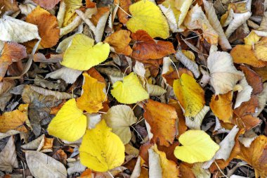 Sonbahar mevsimi, ağaçlardan düşen renkli yapraklar. 