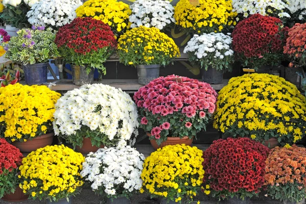 Klasar Blommor Visas Blomsteraffär — Stockfoto