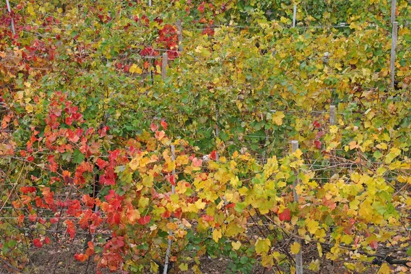 Paysage Avec Des Plantes Des Arbres Colorés Automne — Photo