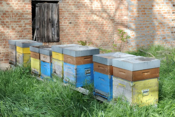 Komórki Uli Których Pszczoły Produkują Miód Pszczelarstwo — Zdjęcie stockowe
