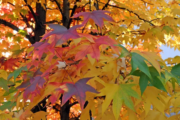 Milan Arbres Feuilles Colorées Automne — Photo