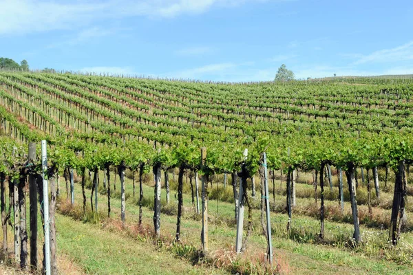 Rijen Van Groene Wijngaarden Chianti Regio Italië — Stockfoto