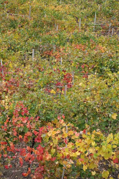 Paysage Avec Des Plantes Des Arbres Colorés Automne — Photo