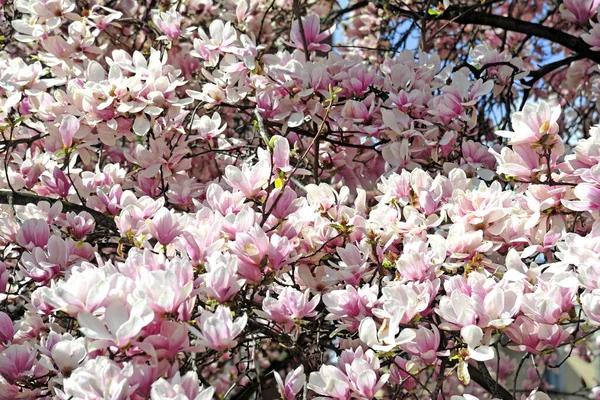 Magnolienbaum Voller Blüte Frühling Kommt Blumen Sommer Entspannung Park Piazza — Stockfoto