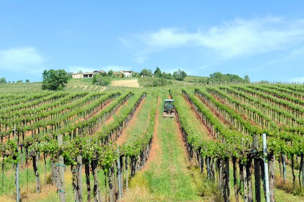 Rows Green Wine Vineyard — Stock Photo, Image
